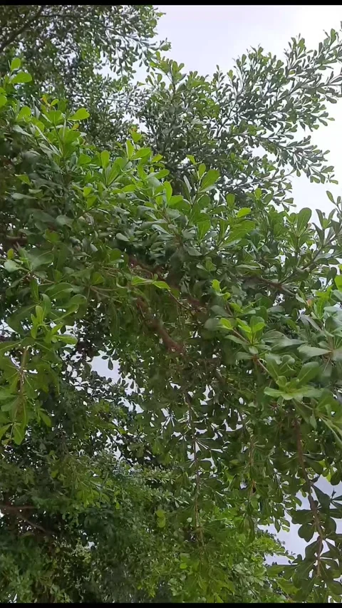 Dense Green Tree Foliage Swaying, Vertical View Stock Footage 310262874