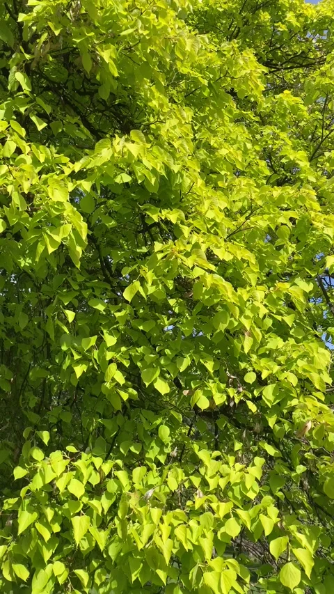 Dense Green Tree Foliage Swaying in Sunlight Stock Footage 336343880