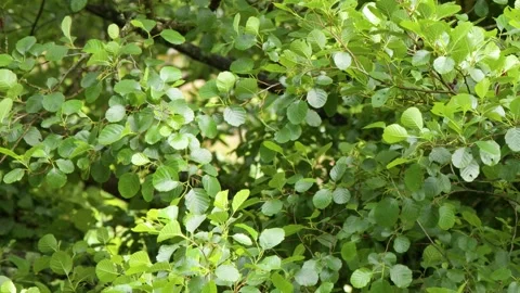 Dense Green Tree Foliage Swaying in Gentle Summer Breeze 動画素材 347629348