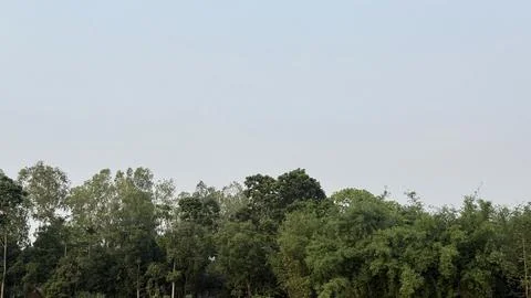 A dense green tree line forms a natural horizon under a clear sky Stock Photos