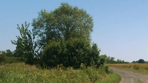 Dense green trees and bushes by dirt road on sunny summer day Stock Footage 343543128