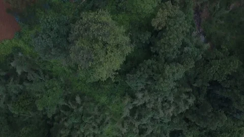 Dense green trees drone shot Stock Footage 110723097