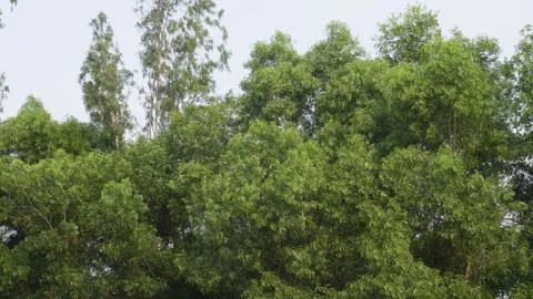 Dense Green Trees Stock Footage 336701339