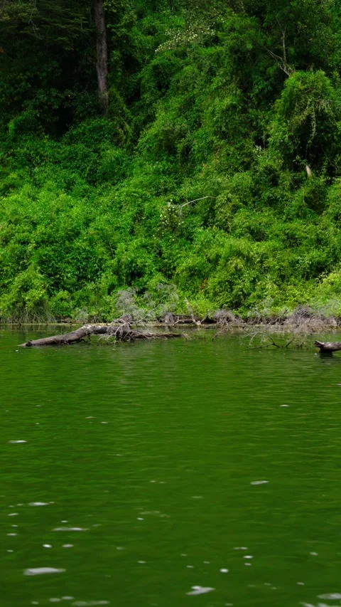 Dense Green Trees by the Lakeside Stock Footage 308577540
