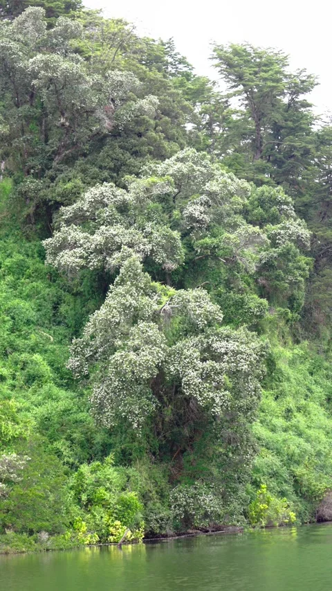 Dense Green Trees by the Lakeside Stock Footage 308577939