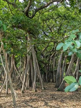 Dense green trees Stock Photos