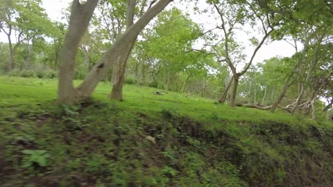Dense green undergrowth, fallen timber and red earth on a teak woodland bank Stock Footage 346334899