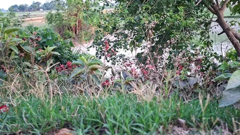 Dense Green Vegetation And Field Landscape Vídeo Stock 334834613