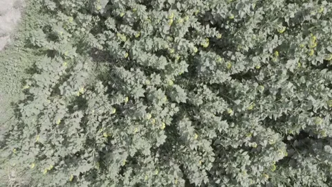 Dense green vegetation canopy from aerial view under clear sky for nature Stock Footage 342730286