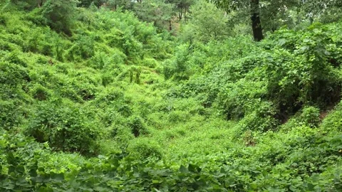 Dense Green Vegetation Covering a Forest Valley Slope Видео 344057426