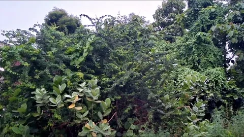 Dense Green Vegetation Displaying Broad Leaflets Stockbeeldmateriaal 340883037