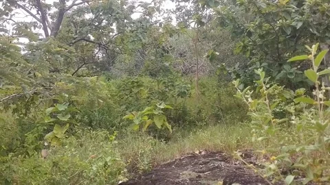 Dense Green Vegetation Stock Footage 329557620