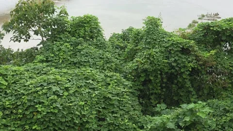 Dense Green Vines Beside a Calm River in Light Rain Vídeo Stock 344057406