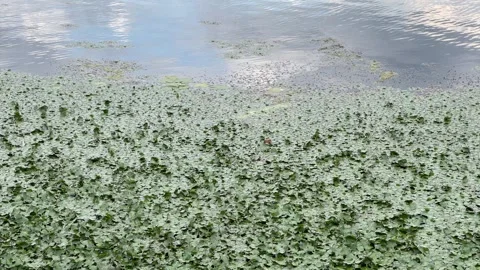 Dense green water chestnut plants covering a lake surface Stock Footage 340290892