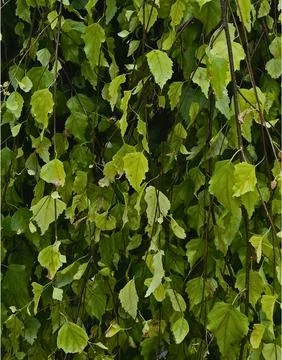 Dense green weeping birch branches texture background close up Stock Photos
