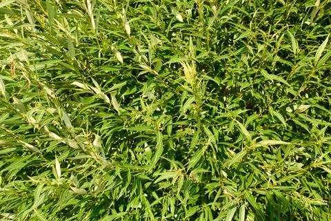 Dense Green Willow Leaves Pattern Full Frame Nature Background Stock Photos
