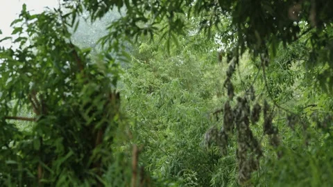Dense green willow trees growing in a wild lush forest Stock Footage 337753003