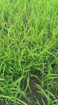 Dense Green Young Wheat Crop Field Macro Photography Foto stock