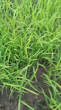 Dense Green Young Wheat Crop Field Macro Photography Foto stock