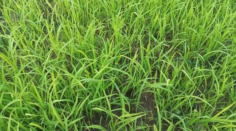 Dense Green Young Wheat Crop Field Macro Photography Foto stock
