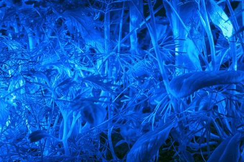 Dense greenery in blue light close up Stock-Fotos