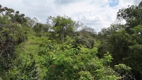 Dense Greenery in a Forest Bathed in Natural Light Stock Footage 294101100