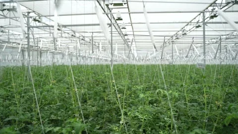 Dense greenery of tomato plants in modern greenhouse with artificial lighting Stock Footage 320400957