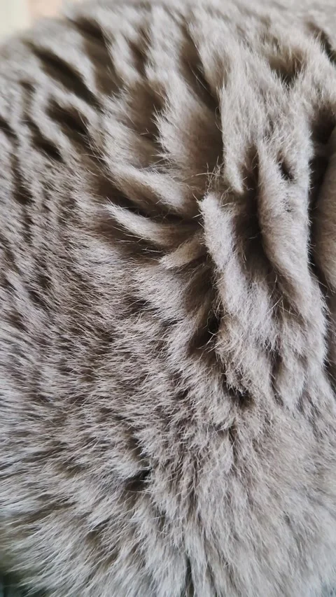 Dense Grey Animal Fur Forming Soft Ridges in Extreme Macro Close Up Stock Footage 339079646