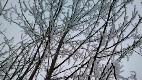 Dense grid of tree branches heavy with white crystalline hoarfrost, medium shot, 스톡 동영상 347278751
