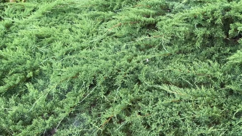 Dense ground cover of Eastern redcedar juniper bushes sways outdoors. Everg.. Stock Footage 341512557