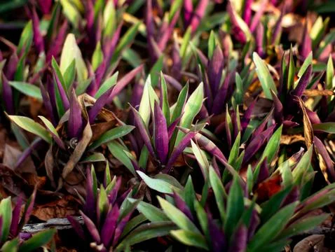 Dense ground cover of purple and green spiky tradescantia plants with dried.. Stock Photos