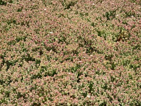 Dense groundcover of tiny pink and pale green flowering plants forming cont.. Photos