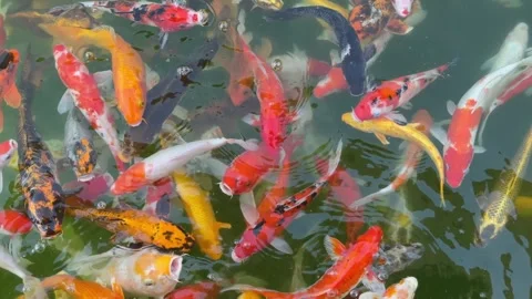 Dense group of bright koi fish gathers and circulates closely in water creating Stock Footage 329304652