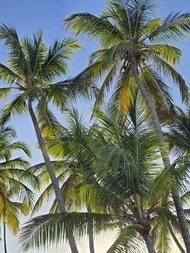 Dense group of coconut palm trees under blue sky Stock-Fotos
