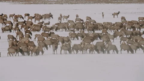 Dense Group of Elk in Winter Landscape Stock Footage 312867596