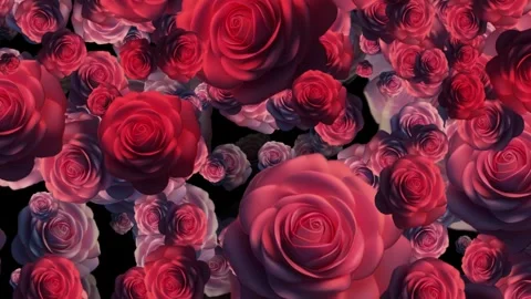 Dense Group of Red and Pink Roses Falling on a Dark Background Stock Footage 322793094