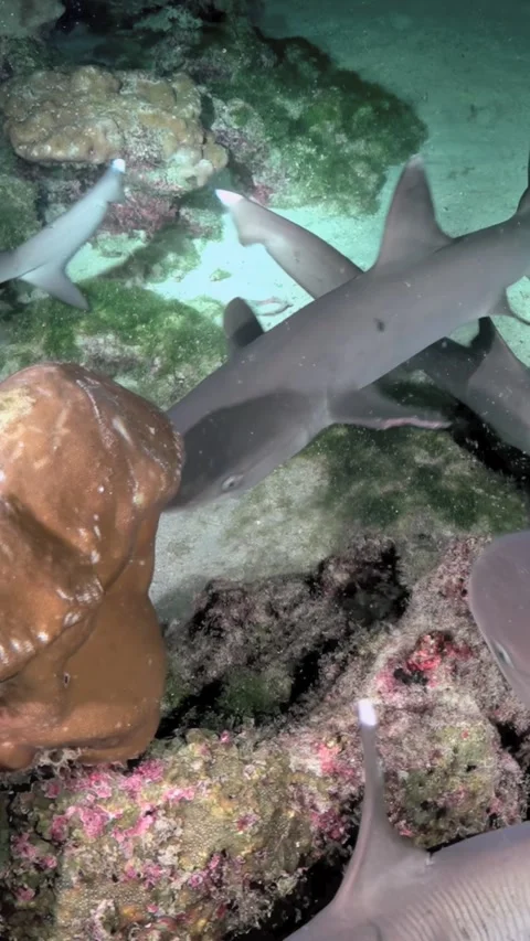 Dense Group of Reef Sharks Weaving Through Coral Rocks Close-Up 스톡 동영상 344911172