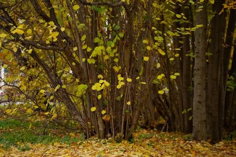 Dense group of trees with thin trunks and yellow autumn leaves Stock Photos
