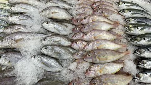 Dense grouping of assorted fish highlighting biodiversity abundance and unp.. Stock Photos