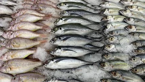 Dense grouping of assorted fish highlighting biodiversity abundance and unp.. Stock Photos