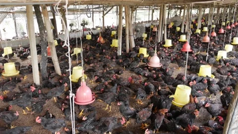 Dense groups of chickens gather beneath plastic feeders inside a commercial farm Stock Footage 327594141