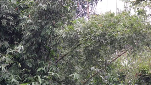 A dense grove of bamboo Stock Footage 316235069