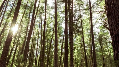 Dense grove forest in marbella Stock Footage 160931504