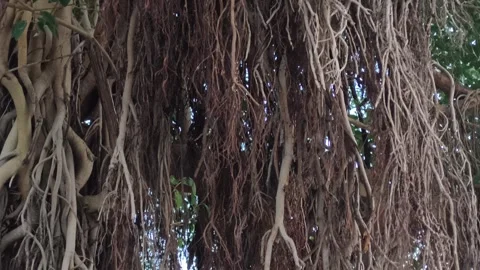 Dense Hanging Banyan Roots Forming Natural Texture Stock Footage 323301856