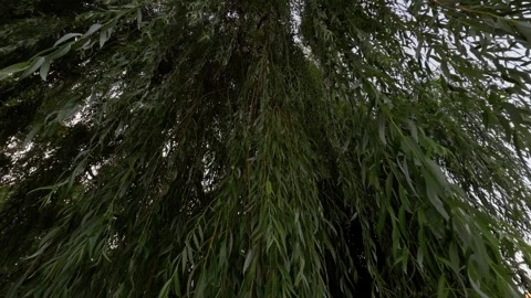 Dense hanging green leaves of tall willow tree forming textured natural canopy Stock Footage 345456485