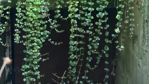Dense Hanging Vines in Shadow, Concept of Secret Passage Stock-Footage 326633113
