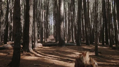 Dense Hawaiian pine forest. Camera tracks forward on gimbal. Stock Footage 142297816