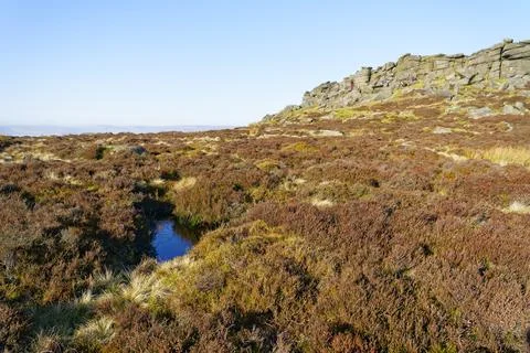 Dense heather covered hilside below Stanage Edge on a bright winter morning Stock-Fotos