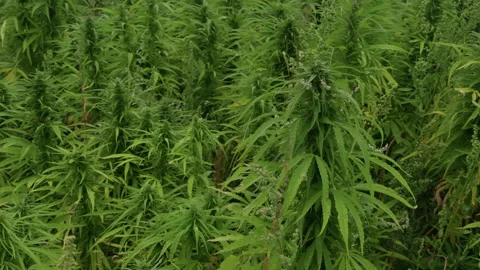 Dense hemp plants growing in lush green field with tall leafy stems and seed Stock Footage 345766191