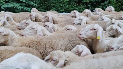 A dense herd of sheep with ear tags moves along a narrow path, surrounded by Stock Footage 306151824